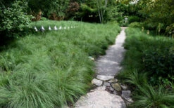 Prairie Dropseed Grass (Sporobolus Heterolepis) - 1 Gallon Pot 15 Prairie Dropseed Grass (Sporobolus Heterolepis) - 1 Gallon Pot -Plant Discount Store sporobolis heterolepis prairie dropseed grass 2