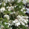 Fragrant Fountain Weeping Japanese Snowbell Tree - 5 Gallon Pot 1 Fragrant Fountain Weeping Japanese Snowbell Tree - 5 Gallon Pot -Plant Discount Store styrax japonica fragrant fountain weeping japanese snowbell tree 3