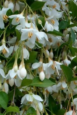 Fragrant Fountain Weeping Japanese Snowbell Tree - 5 Gallon Pot -Plant Discount Store styrax japonica fragrant fountain weeping japanese snowbell tree 6