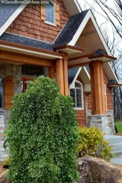 Fragrant Fountain Weeping Japanese Snowbell Tree - 5 Gallon Pot -Plant Discount Store styrax japonica fragrant fountain weeping japanese snowbell tree 9