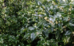 Fragrant Sweet Box (Sarcococca Ruscifolia) - 3 Gallon Pot 19 Fragrant Sweet Box (Sarcococca Ruscifolia) - 3 Gallon Pot -Plant Discount Store sweet box fragrant 6 800x500 1