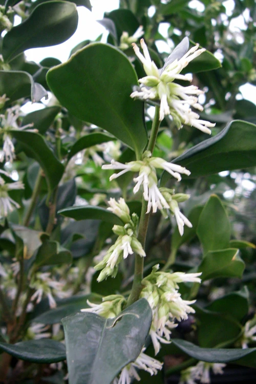 Fragrant Sweet Box (Sarcococca Ruscifolia) - 3 Gallon Pot 10 Fragrant Sweet Box (Sarcococca Ruscifolia) - 3 Gallon Pot - Image 8