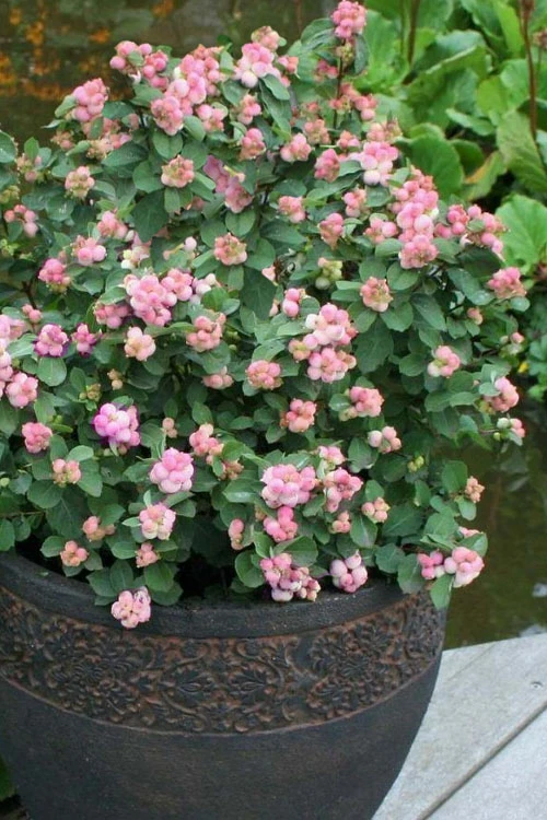 Pinky Promise Snowberry Bush (Symphoricarpos Doorenbosii) - 3 Gallon Pot 6 Pinky Promise Snowberry Bush (Symphoricarpos Doorenbosii) - 3 Gallon Pot - Image 4