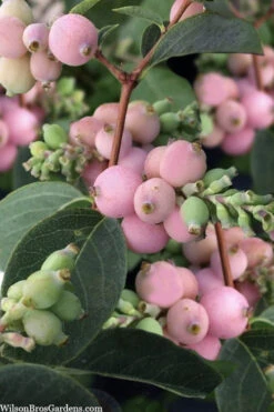 Pinky Promise Snowberry Bush (Symphoricarpos Doorenbosii) - 3 Gallon Pot