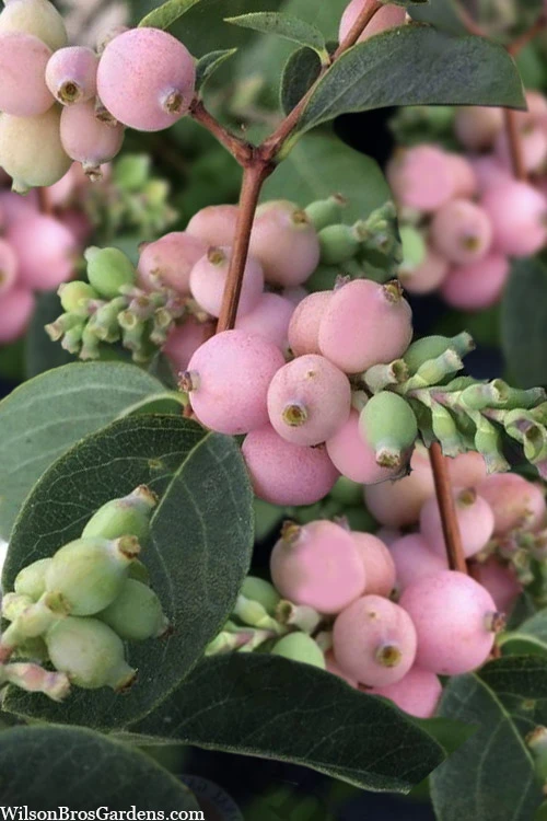 Pinky Promise Snowberry Bush (Symphoricarpos Doorenbosii) - 3 Gallon Pot 3 Pinky Promise Snowberry Bush (Symphoricarpos Doorenbosii) - 3 Gallon Pot