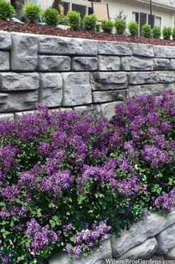 Bloomerang Dark Purple Lilac - 3 Gallon Pot 11 Bloomerang Dark Purple Lilac - 3 Gallon Pot -Plant Discount Store syringa bloomerang dark purple lilac 22
