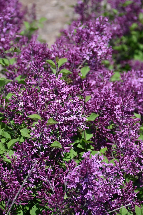 Bloomerang Dark Purple Lilac - 3 Gallon Pot 8 Bloomerang Dark Purple Lilac - 3 Gallon Pot - Image 6