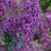 Bloomerang Dark Purple Lilac - 3 Gallon Pot 1 Bloomerang Dark Purple Lilac - 3 Gallon Pot -Plant Discount Store syringa bloomerang dark purple lilac 24