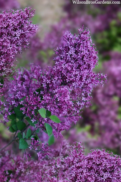 Bloomerang Dark Purple Lilac - 3 Gallon Pot 3 Bloomerang Dark Purple Lilac - 3 Gallon Pot