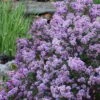 Miss Kim Lilac - 3 Gallon Pot 2 Miss Kim Lilac - 3 Gallon Pot -Plant Discount Store syringa miss kim lilac 8