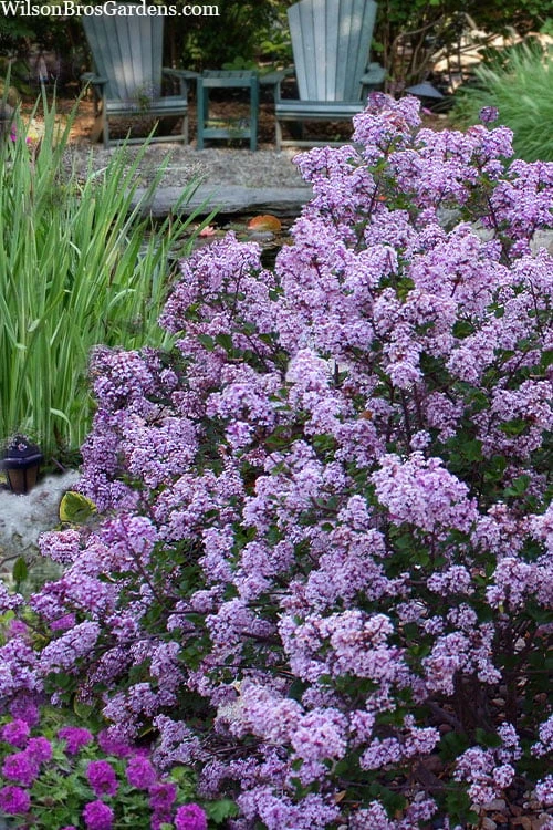 Miss Kim Lilac - 3 Gallon Pot 3 Miss Kim Lilac - 3 Gallon Pot