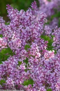 Miss Kim Lilac - 3 Gallon Pot 9 Miss Kim Lilac - 3 Gallon Pot -Plant Discount Store syringa miss kim lilac 9