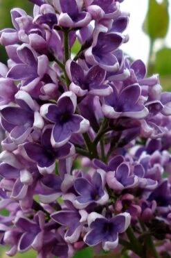 Albert F. Holden Purple French Lilac (Syringa) - 3 Gallon Pot 7 Albert F. Holden Purple French Lilac (Syringa) - 3 Gallon Pot -Plant Discount Store syringa vulgaris albert f holden lilac 1