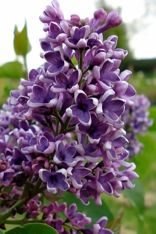 Albert F. Holden Purple French Lilac (Syringa) - 3 Gallon Pot 3 Albert F. Holden Purple French Lilac (Syringa) - 3 Gallon Pot
