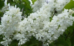 Miss Ellen Willmott White French Lilac (Syringa Vulgaris) - 3 Gallon Pot -Plant Discount Store syringa vulgaris miss ellen willmott lilac 7