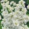 Miss Ellen Willmott White French Lilac (Syringa Vulgaris) - 3 Gallon Pot 2 Miss Ellen Willmott White French Lilac (Syringa Vulgaris) - 3 Gallon Pot -Plant Discount Store syringa vulgaris miss ellen willmott lilac 8