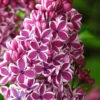 Sensation French Lilac (Syringa) - 2 Gallon Pot -Plant Discount Store syringa vulgaris sensation french lilac 3