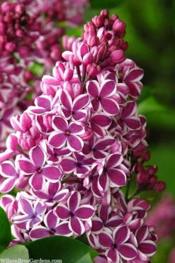 Sensation French Lilac (Syringa) - 2 Gallon Pot