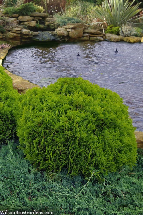 Danica Dwarf Globe Arborvitae - 1 Gallon Pot 3 Danica Dwarf Globe Arborvitae - 1 Gallon Pot