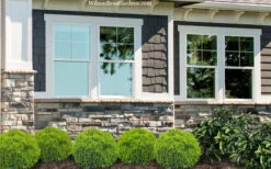 Danica Dwarf Globe Arborvitae - 1 Gallon Pot 9 Danica Dwarf Globe Arborvitae - 1 Gallon Pot -Plant Discount Store thuja occidentalis danica globe arborvitae 2