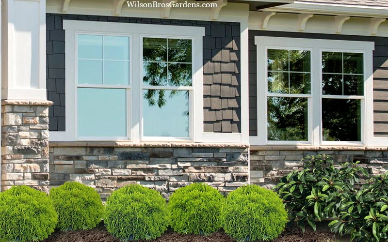 Danica Dwarf Globe Arborvitae - 1 Gallon Pot 6 Danica Dwarf Globe Arborvitae - 1 Gallon Pot - Image 4