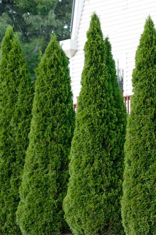Emerald Green Arborvitae - 3 Gallon Pot 9 Emerald Green Arborvitae - 3 Gallon Pot - Image 7