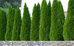 Emerald Green Arborvitae - 3 Gallon Pot 14 Emerald Green Arborvitae - 3 Gallon Pot -Plant Discount Store thuja occidentalis emerald green arborvitae 102