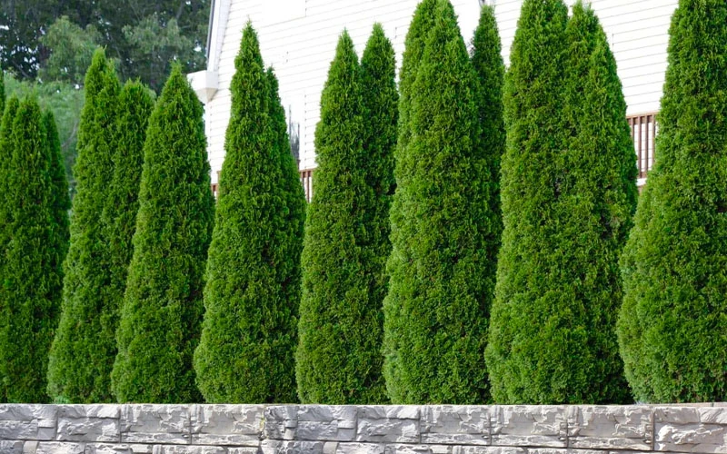 Emerald Green Arborvitae - 3 Gallon Pot 7 Emerald Green Arborvitae - 3 Gallon Pot - Image 5