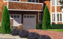 Emerald Green Arborvitae - 3 Gallon Pot 13 Emerald Green Arborvitae - 3 Gallon Pot -Plant Discount Store thuja occidentalis emerald green arborvitae 106