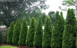 Emerald Green Arborvitae - 3 Gallon Pot 15 Emerald Green Arborvitae - 3 Gallon Pot -Plant Discount Store thuja occidentalis emerald green arborvitae 109