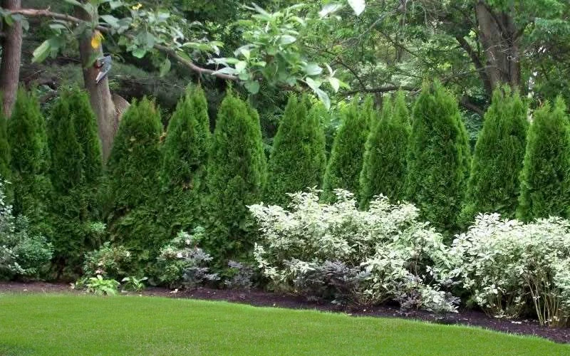 Emerald Green Arborvitae - 3 Gallon Pot 10 Emerald Green Arborvitae - 3 Gallon Pot - Image 8