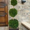 Emerald Green Arborvitae Poodle Tier Topiary (3 Ball) - 5 Gallon Pot 2 Emerald Green Arborvitae Poodle Tier Topiary (3 Ball) - 5 Gallon Pot -Plant Discount Store thuja occidentalis emerald green arborvitae 3 ball poodle tier topiary 1 1