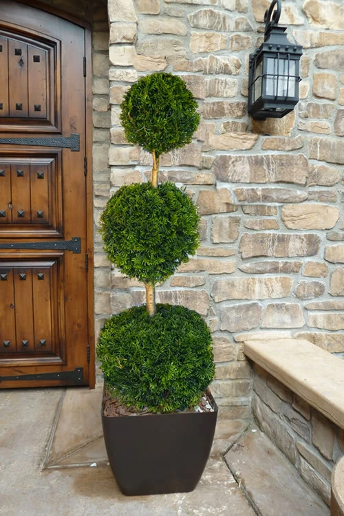 Emerald Green Arborvitae Poodle Tier Topiary (3 Ball) - 5 Gallon Pot (5-6') 3 Emerald Green Arborvitae Poodle Tier Topiary (3 Ball) - 5 Gallon Pot (5-6')