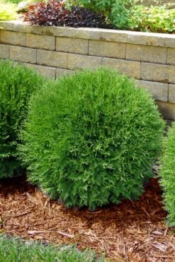 Planet Earth Arborvitae - 3 Gallon Pot -Plant Discount Store thuja occidentalis planet earth arborvitae 4