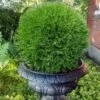 Planet Earth Arborvitae - 3 Gallon Pot 1 Planet Earth Arborvitae - 3 Gallon Pot -Plant Discount Store thuja occidentalis planet earth arborvitae 6