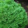 Tater Tot Arborvitae (Thuja) - 2 Gallon Pot 2 Tater Tot Arborvitae (Thuja) - 2 Gallon Pot -Plant Discount Store thuja occidentalis tater tot arborvitae 2