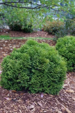 Tater Tot Arborvitae (Thuja) - 2 Gallon Pot 11 Tater Tot Arborvitae (Thuja) - 2 Gallon Pot -Plant Discount Store thuja occidentalis tater tot arborvitae 3