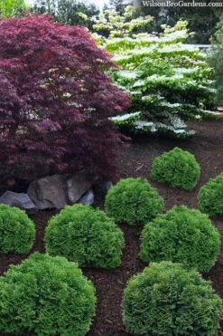 Tater Tot Arborvitae (Thuja) - 2 Gallon Pot 10 Tater Tot Arborvitae (Thuja) - 2 Gallon Pot -Plant Discount Store thuja occidentalis tater tot arborvitae 4