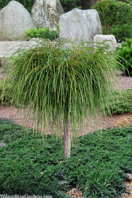 Whipcord Arborvitae (Single Trunk Topiary Tree) - 2 Gallon Pot 3 Whipcord Arborvitae (Single Trunk Topiary Tree) - 2 Gallon Pot