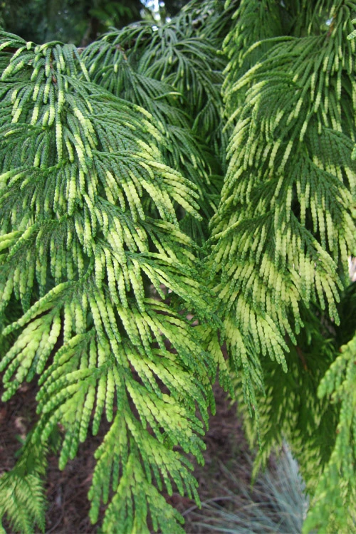 Zebrina Giant Arborvitae (Western Red Cedar) - 2 Gallon Pot 4 Zebrina Giant Arborvitae (Western Red Cedar) - 2 Gallon Pot - Image 3
