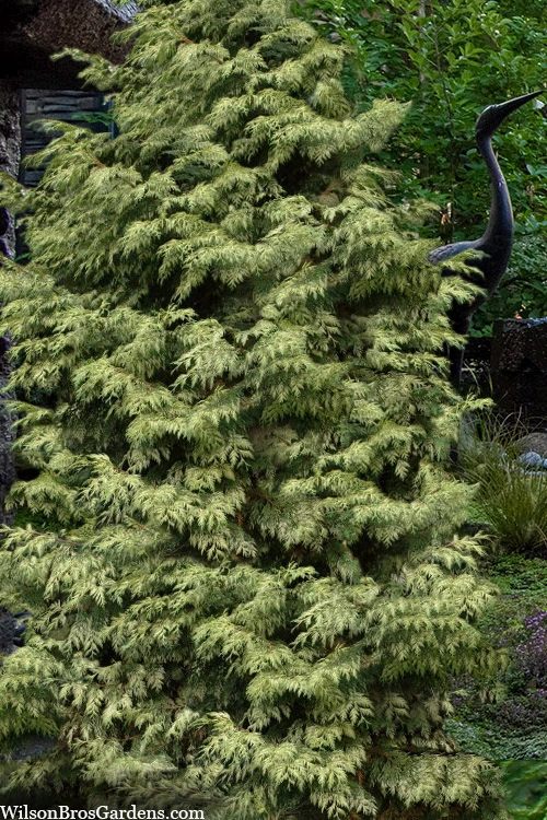 Zebrina Giant Arborvitae (Western Red Cedar) - 2 Gallon Pot 2 Zebrina Giant Arborvitae (Western Red Cedar) - 2 Gallon Pot