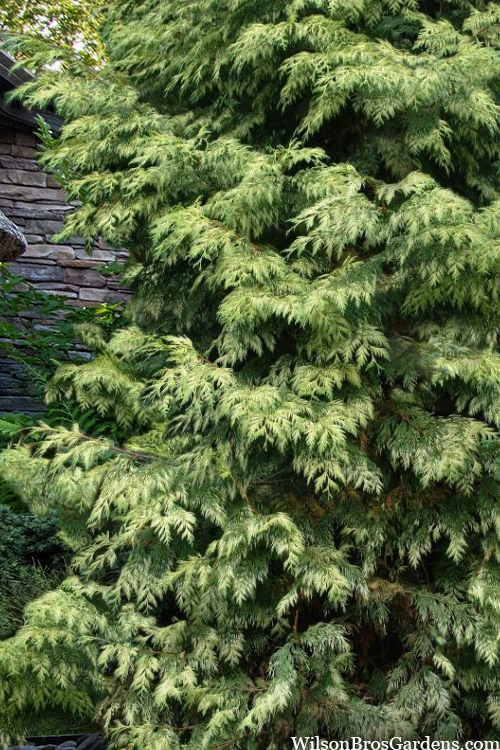 Zebrina Giant Arborvitae (Western Red Cedar) - 2 Gallon Pot 5 Zebrina Giant Arborvitae (Western Red Cedar) - 2 Gallon Pot - Image 4