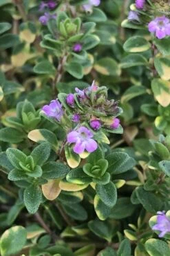 Doone Valley Thyme - 6 Pack Of Pink Pots 13 Doone Valley Thyme - 6 Pack Of Pink Pots -Plant Discount Store thyme doone valley 500x750 1