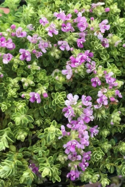 Highland Cream Creeping Thyme - 5 Pack Of Quart Pots 13 Highland Cream Creeping Thyme - 5 Pack Of Quart Pots -Plant Discount Store thyme highland cream 500x750 2
