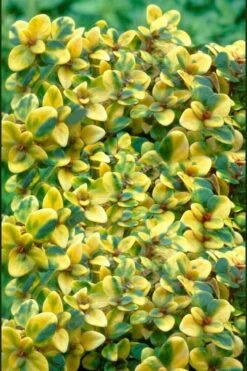 Doone Valley Thyme - 6 Pack Of Pink Pots 11 Doone Valley Thyme - 6 Pack Of Pink Pots -Plant Discount Store thymus citriodorus doone valley 2