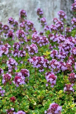 Doone Valley Thyme - 6 Pack Of Pint Pots 12 Doone Valley Thyme - 6 Pack Of Pint Pots -Plant Discount Store thymus citriodorus doone valley 3 1