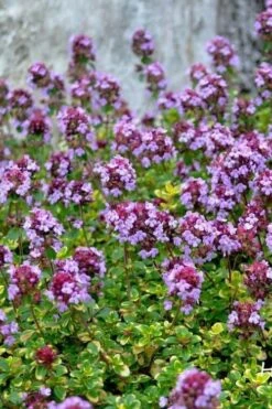Doone Valley Thyme - 6 Pack Of Pink Pots 12 Doone Valley Thyme - 6 Pack Of Pink Pots -Plant Discount Store thymus citriodorus doone valley 3