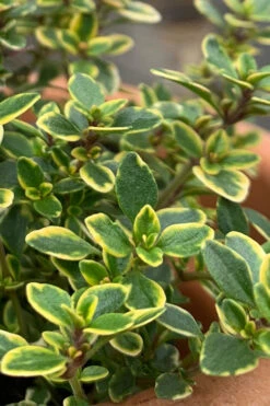 Golden Lemon Thyme - Thymus Citriodorus 'Aurea') - 5 Pack Of Quart Pots