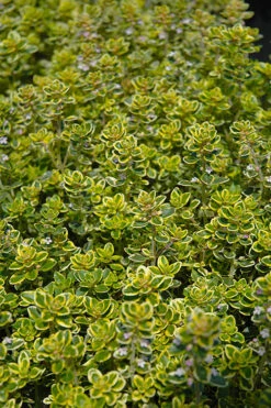 Golden Lemon Thyme - Thymus Citriodorus 'Aurea') - 5 Pack Of Quart Pots 10 Golden Lemon Thyme - Thymus Citriodorus 'Aurea') - 5 Pack Of Quart Pots -Plant Discount Store thymus citriodorus golden lemon thyme 3