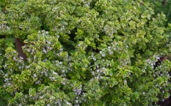 Golden Lemon Thyme - Thymus Citriodorus 'Aurea') - 5 Pack Of Quart Pots 11 Golden Lemon Thyme - Thymus Citriodorus 'Aurea') - 5 Pack Of Quart Pots -Plant Discount Store thymus citriodorus golden lemon thyme 4